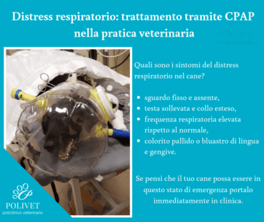 L'utilizzo della CPAP nella pratica veterinaria